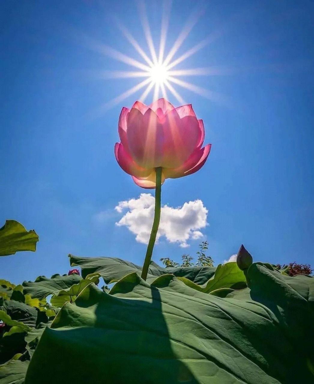 招财旺运,增旺事业,消灾避险,招桃花的优质头像.