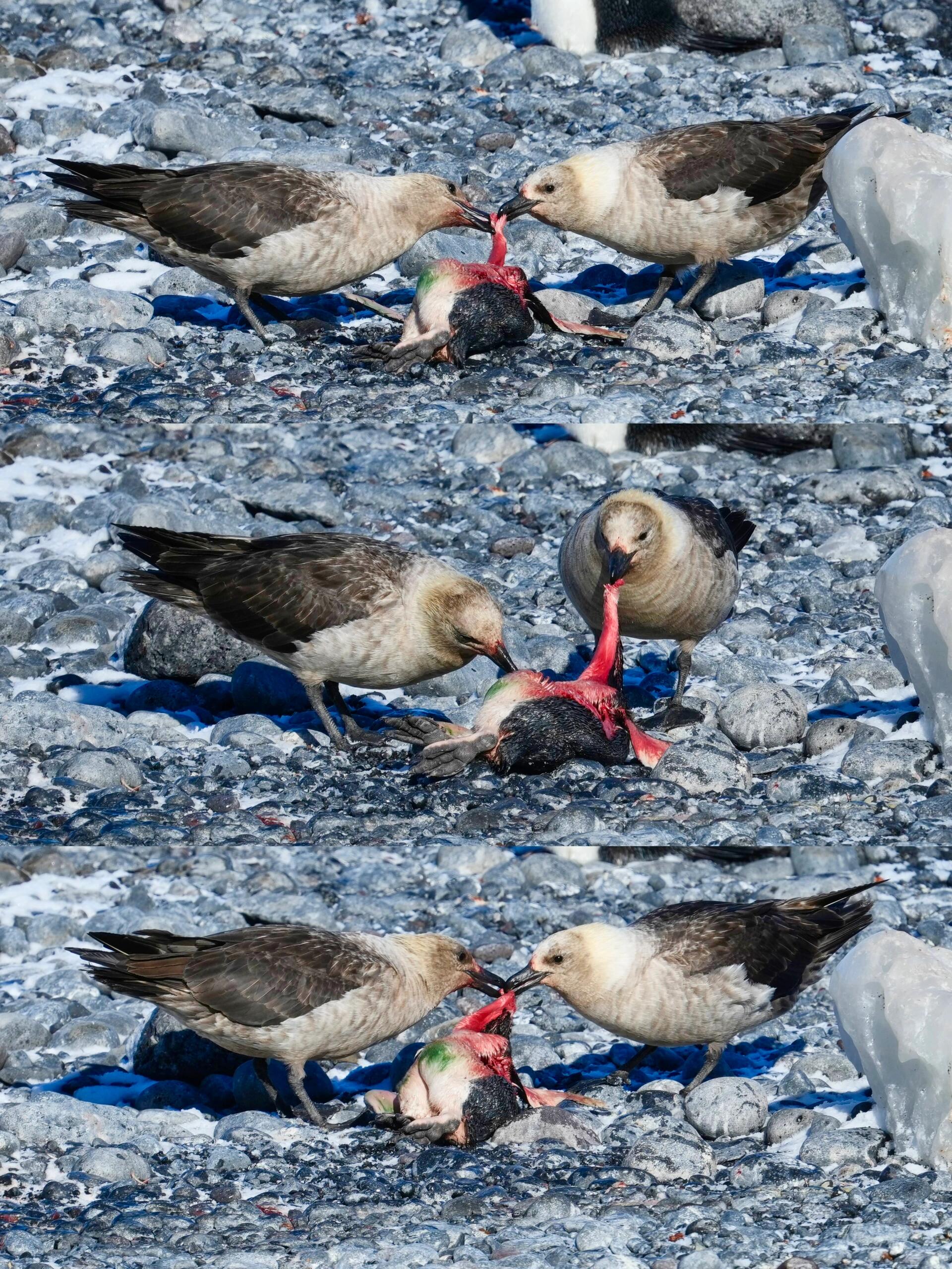 两只贼鸥抓到了一只企鹅宝宝 现场开膛破肚