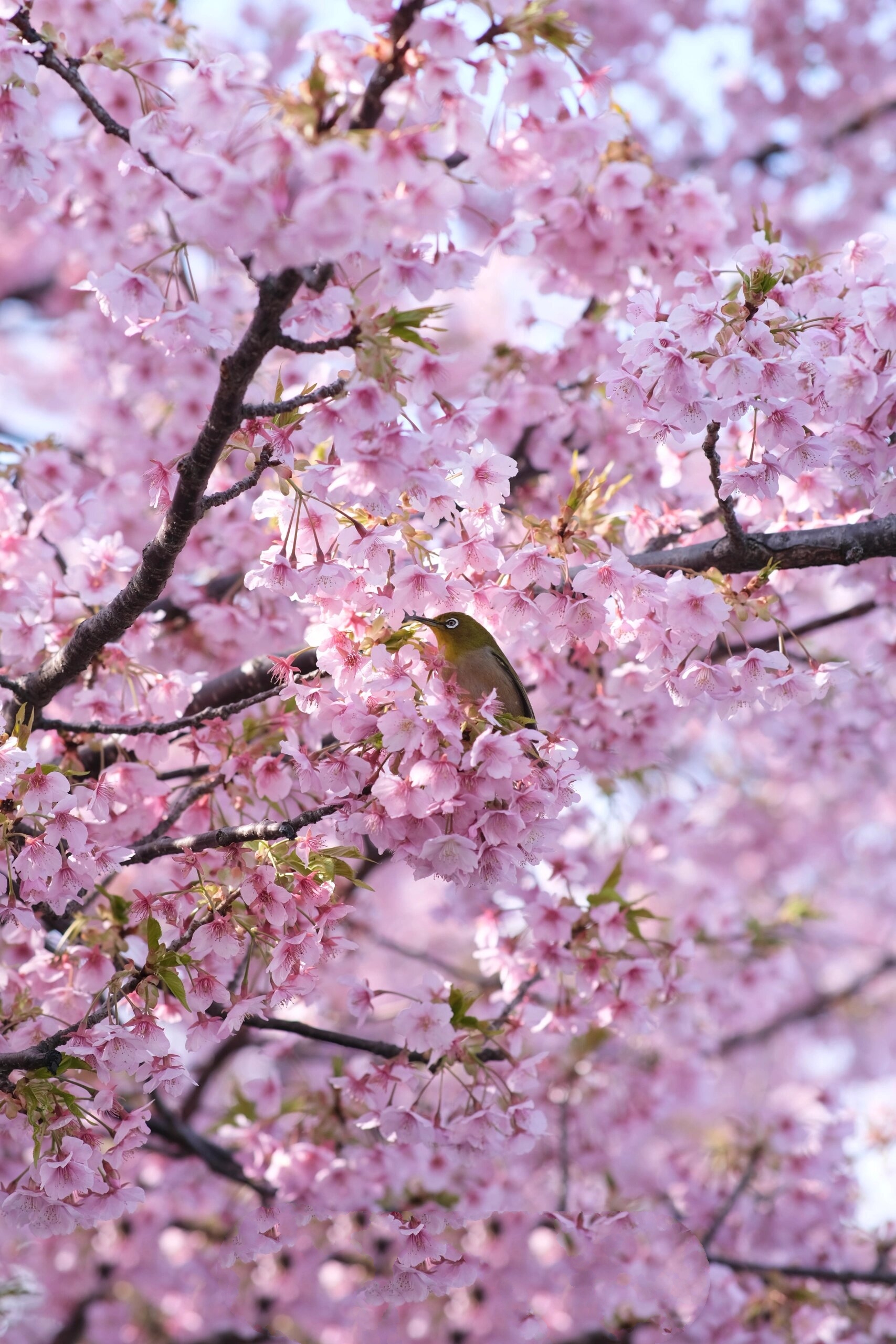 东京赏樱�观鸟�3木场公园�今年最爱的樱花打卡地大概就是木