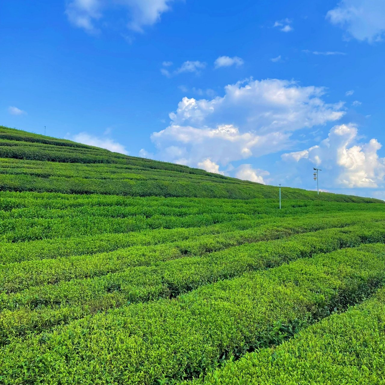恩施旅游 小众景点 伍家台茶园 离宣恩大概30min车程,自驾搜索"伍家台