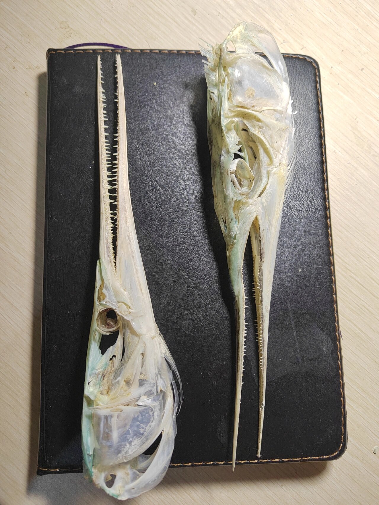 两种不同的颌针鱼 都是扁颌针鱼,有相当多的不同,一种结构紧凑另一种