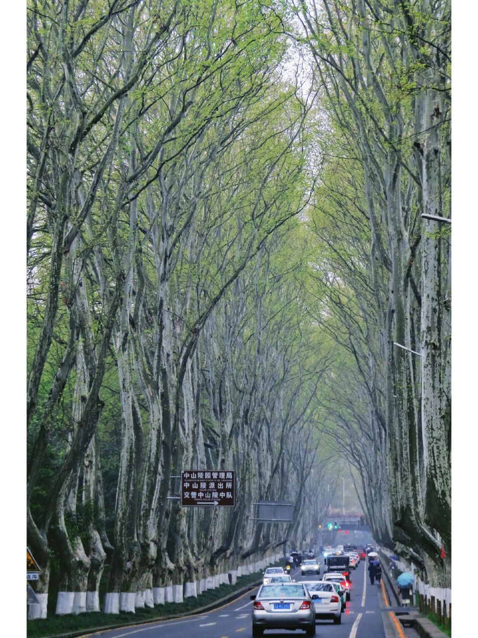 4月6日实拍|南京最美梧桐大道绿了 南京最美梧桐大道绿了 半个月前