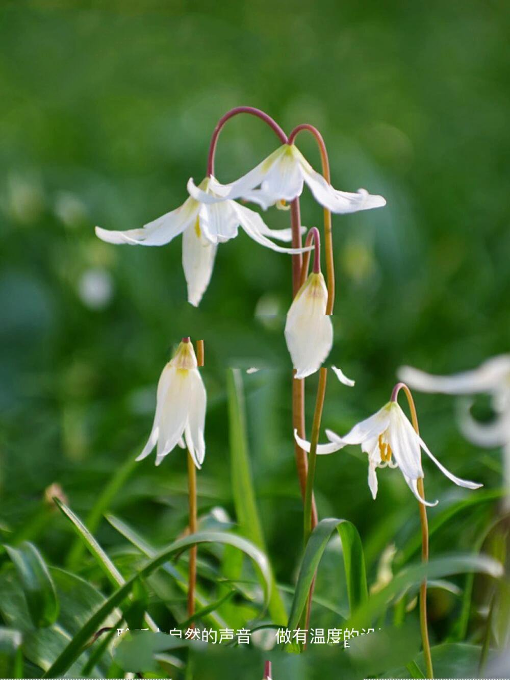 猪牙花 | 一种美貌被名字耽误的花园植物 猪牙花erythronium 	 一种