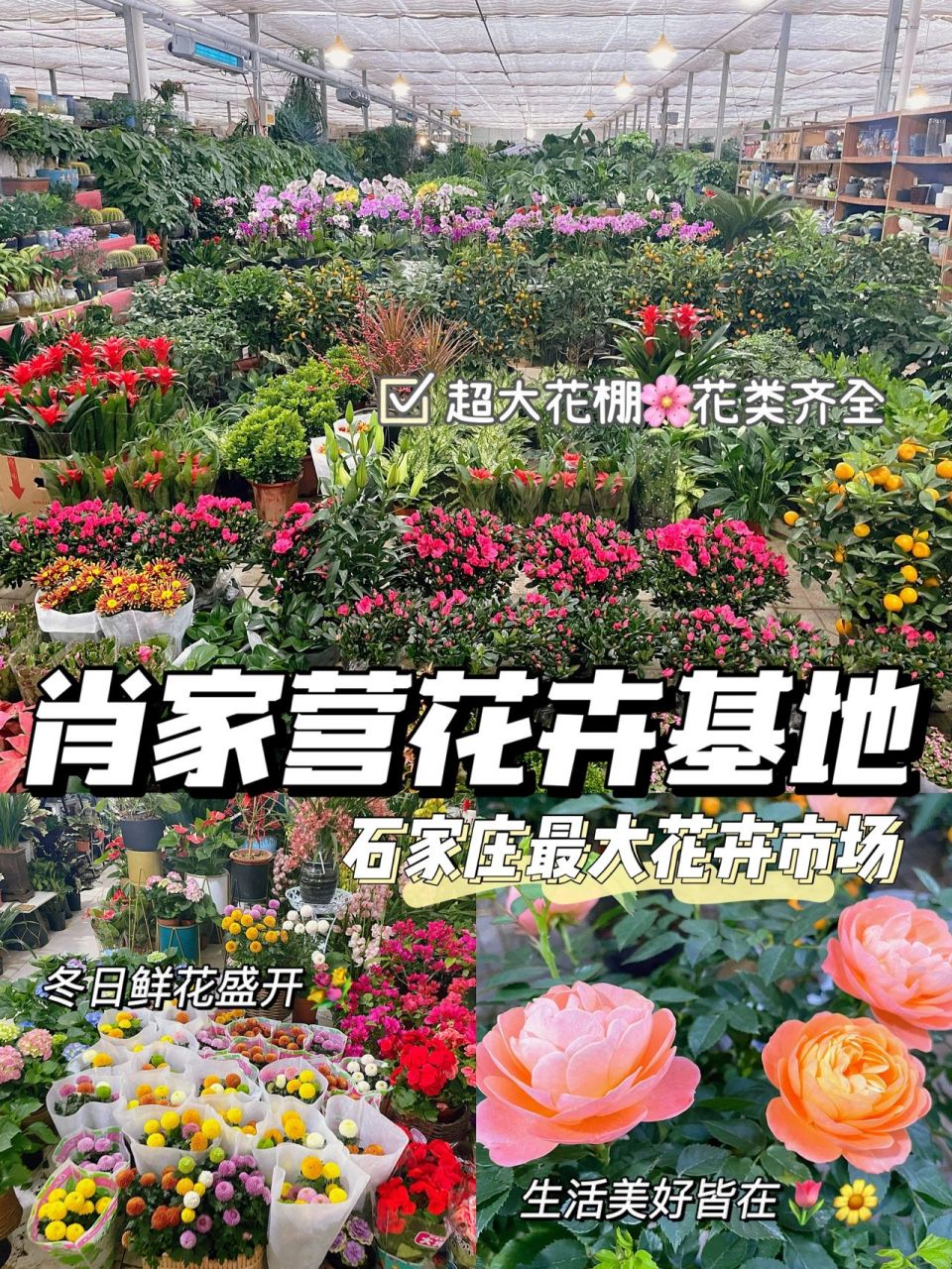 华洲路龙大花卉市场图片