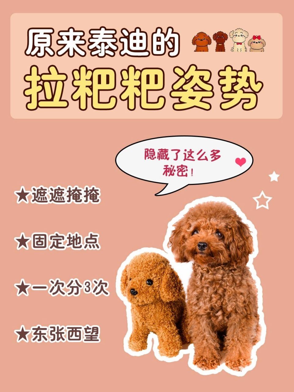 泰迪幼犬拉屎正常图片图片