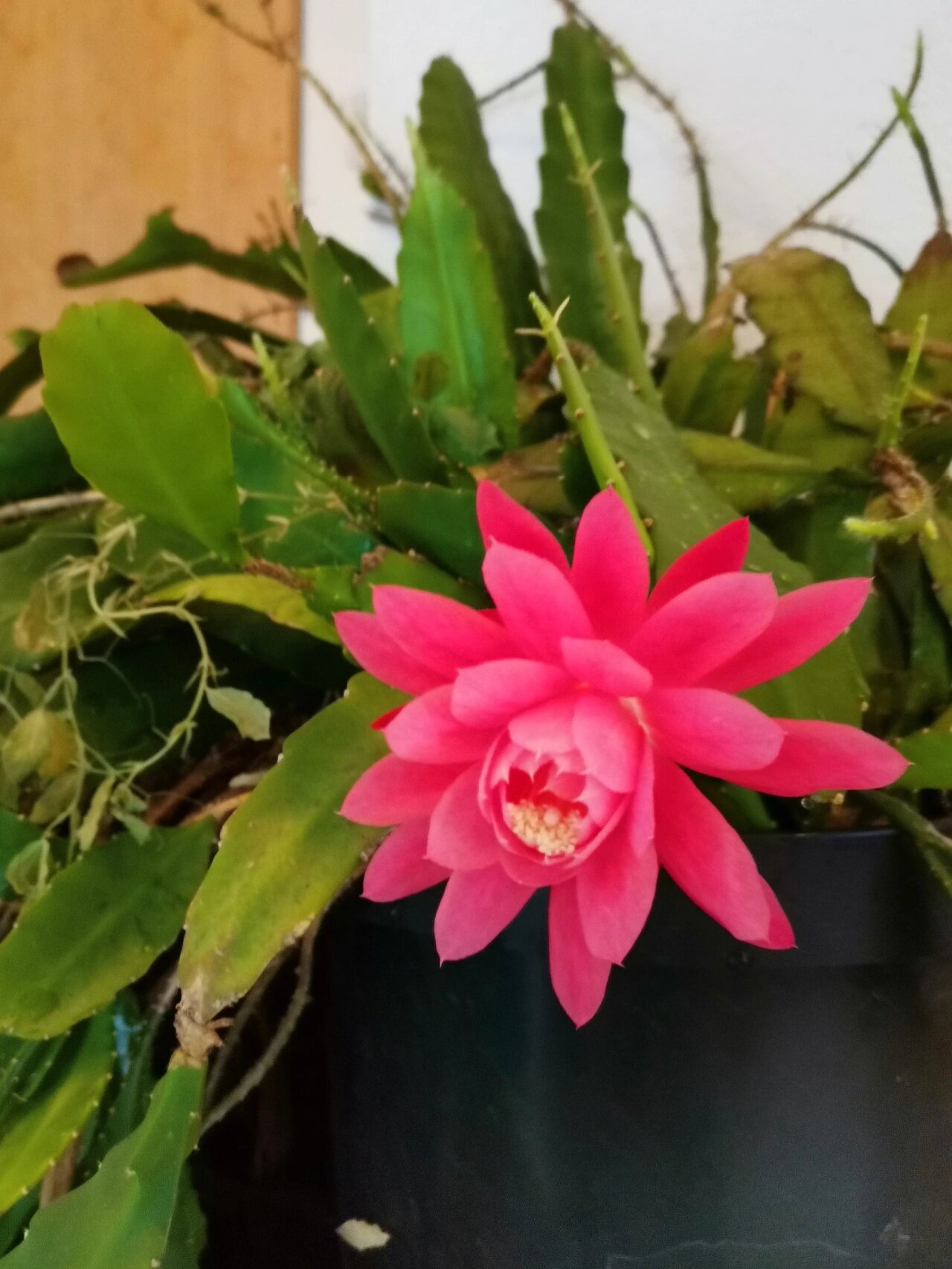 令箭荷花
