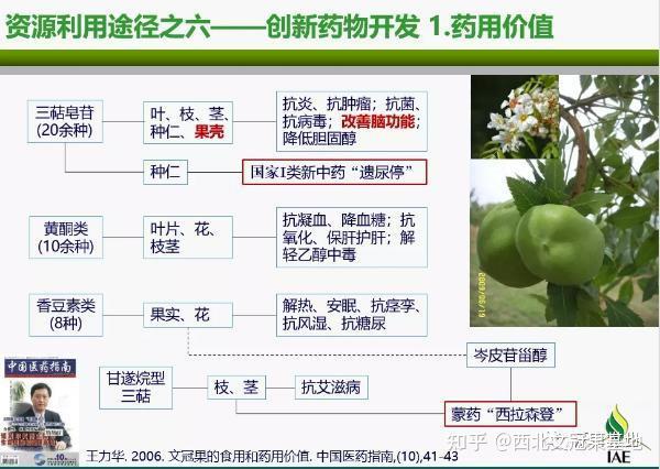 文冠果的药用价值