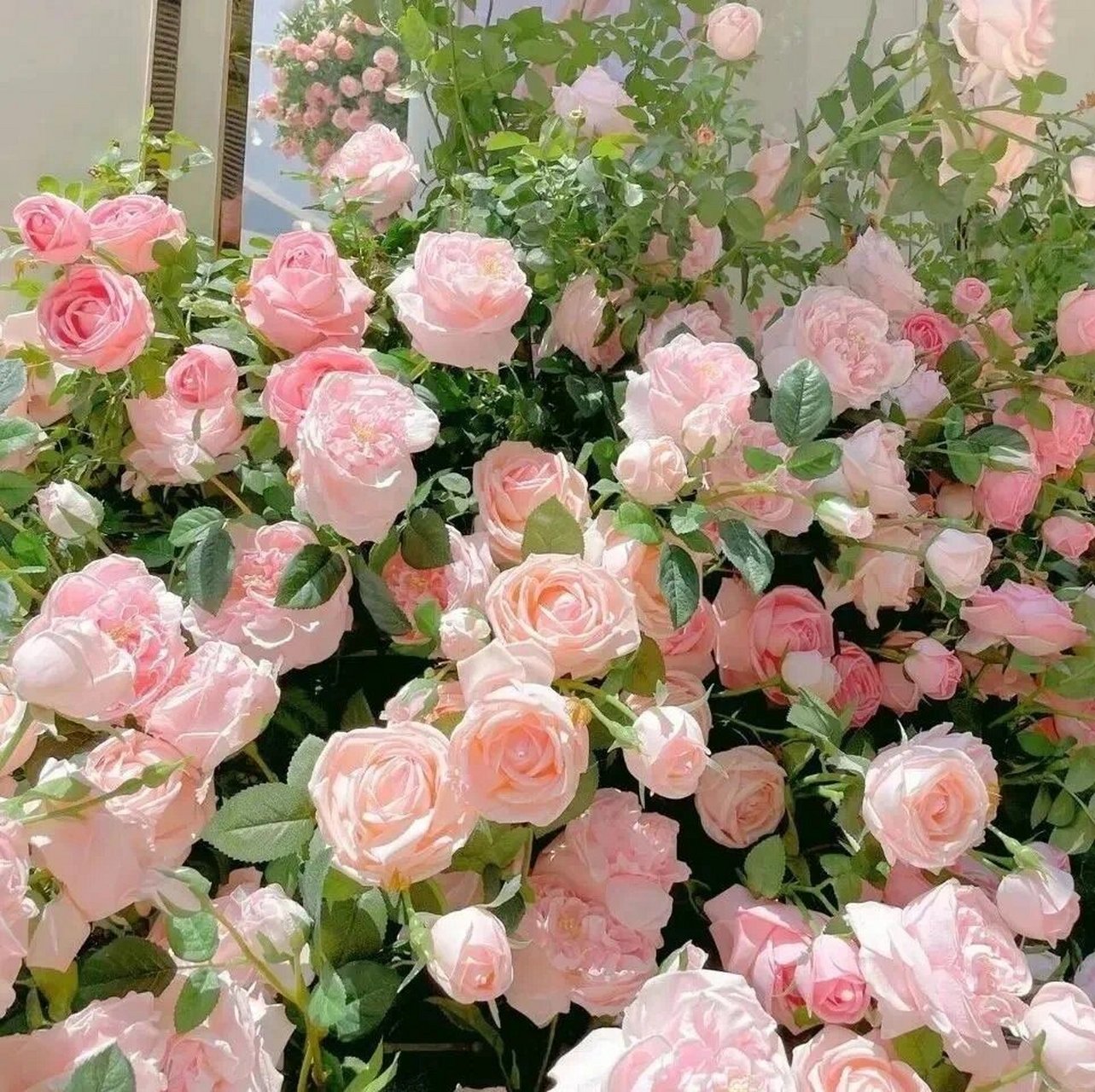 朋友圈背景图片(喜欢自取) 有鲜花的朋友圈背景图太浪漫了95有喜欢