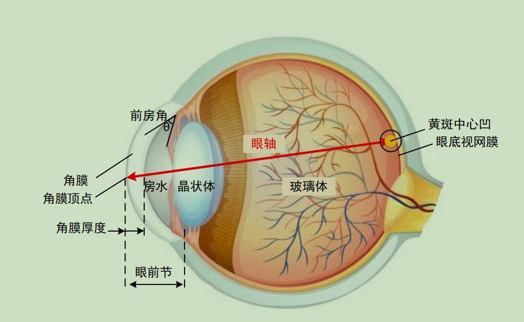 眼球的正面结构图图片