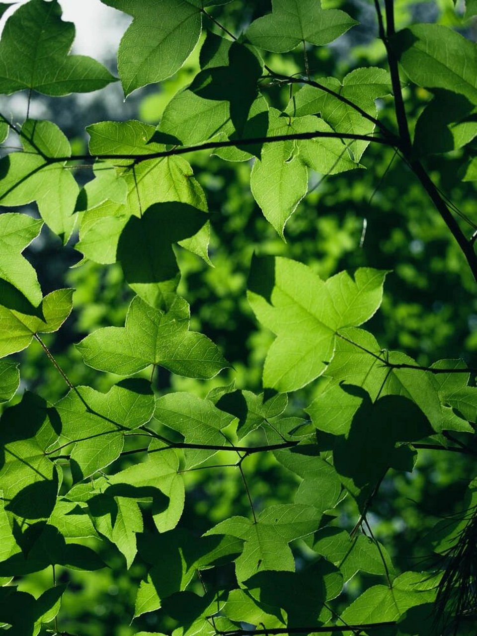 满眼的绿色加上雨后清新的空气,度过五一假期第一天.