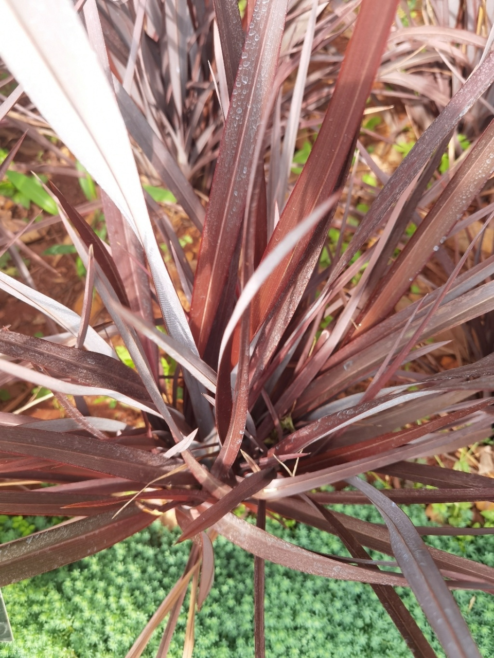 麻兰阿福花科 阿福花科,麻兰属,phormium tenar