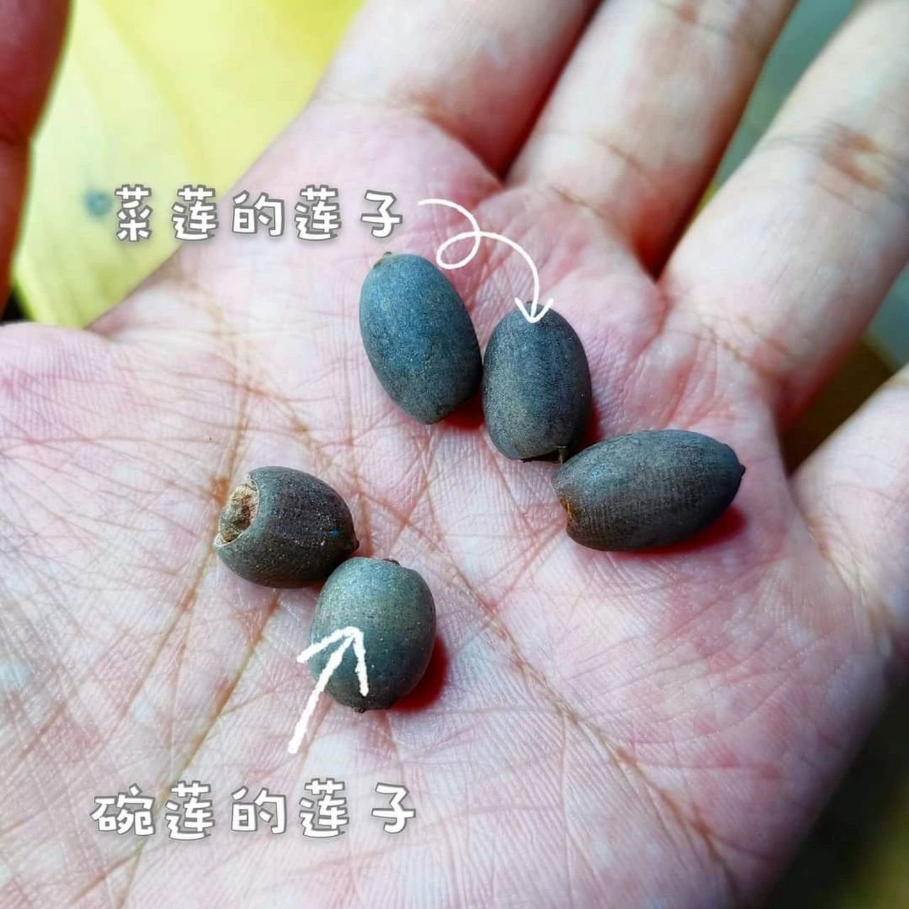菜莲和碗莲种子长得一样吗?可以怎样分辨? 	 有几点供大家参考 1.