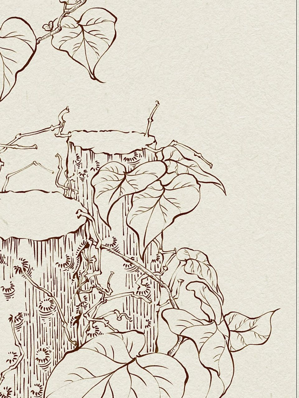 中草药手绘-防己 感觉之前太单调了,所以画完后进行了排版,这样画面上