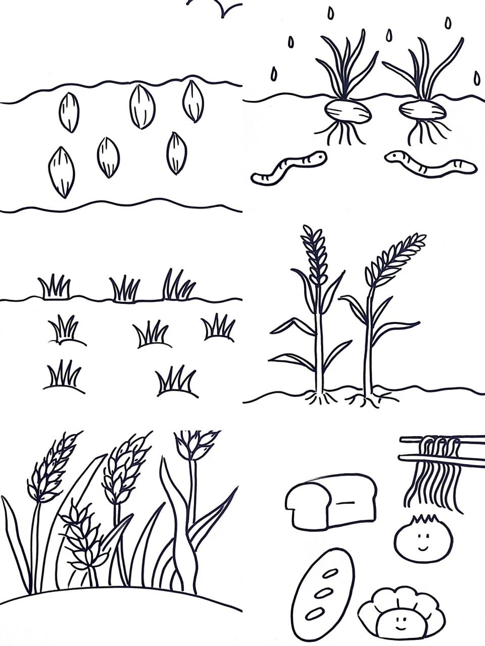 小麦生长记 后附线稿