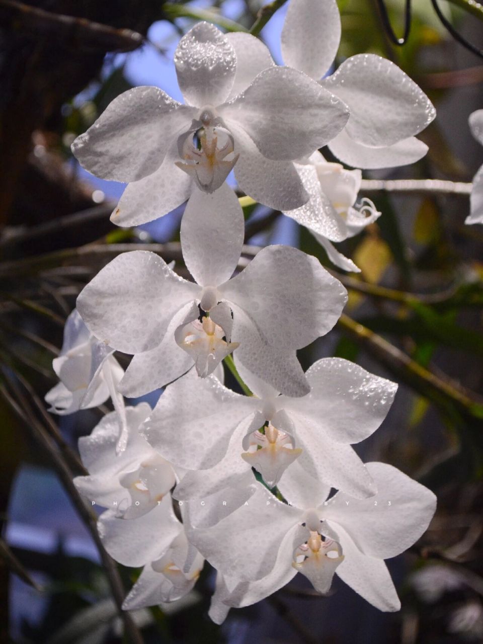 花园里的白月光,07 91phalaenopsis aphrodite 菲律宾阿婆蝴蝶兰