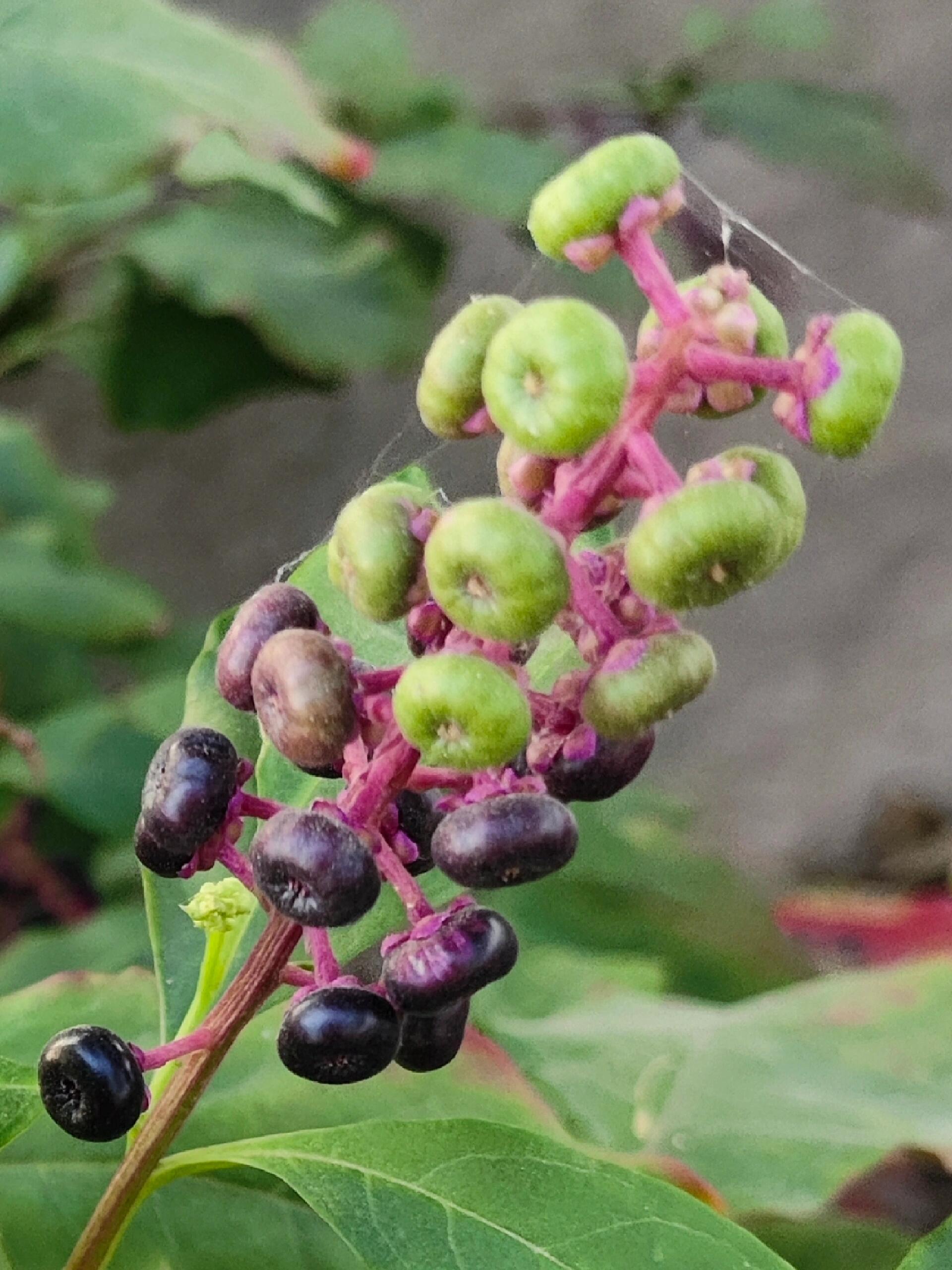 乡村有毒野草之二!