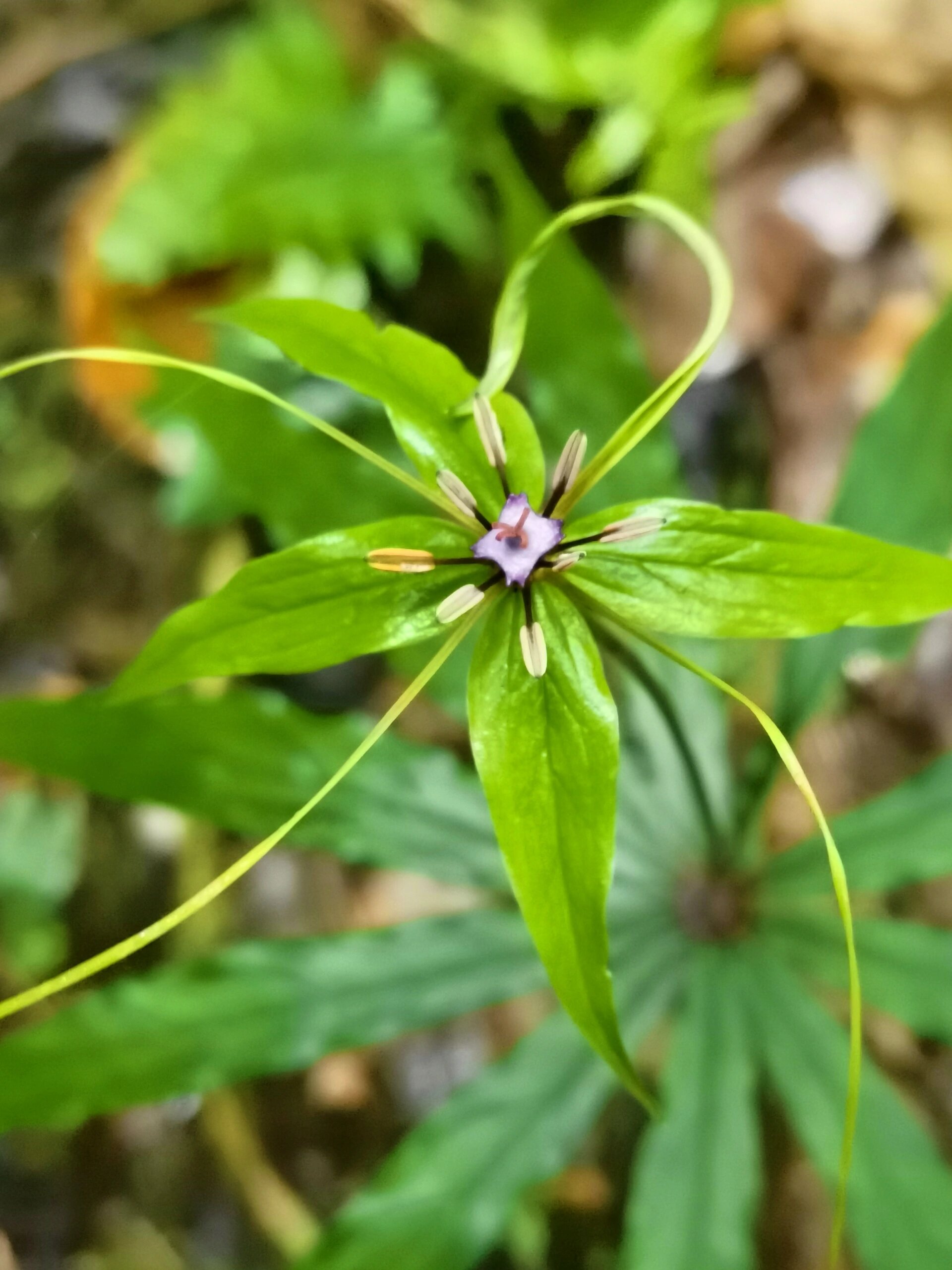 狭叶重楼|造型很自由,生就一副仙草姿态 藜芦科,重楼属,狭叶重楼 极小