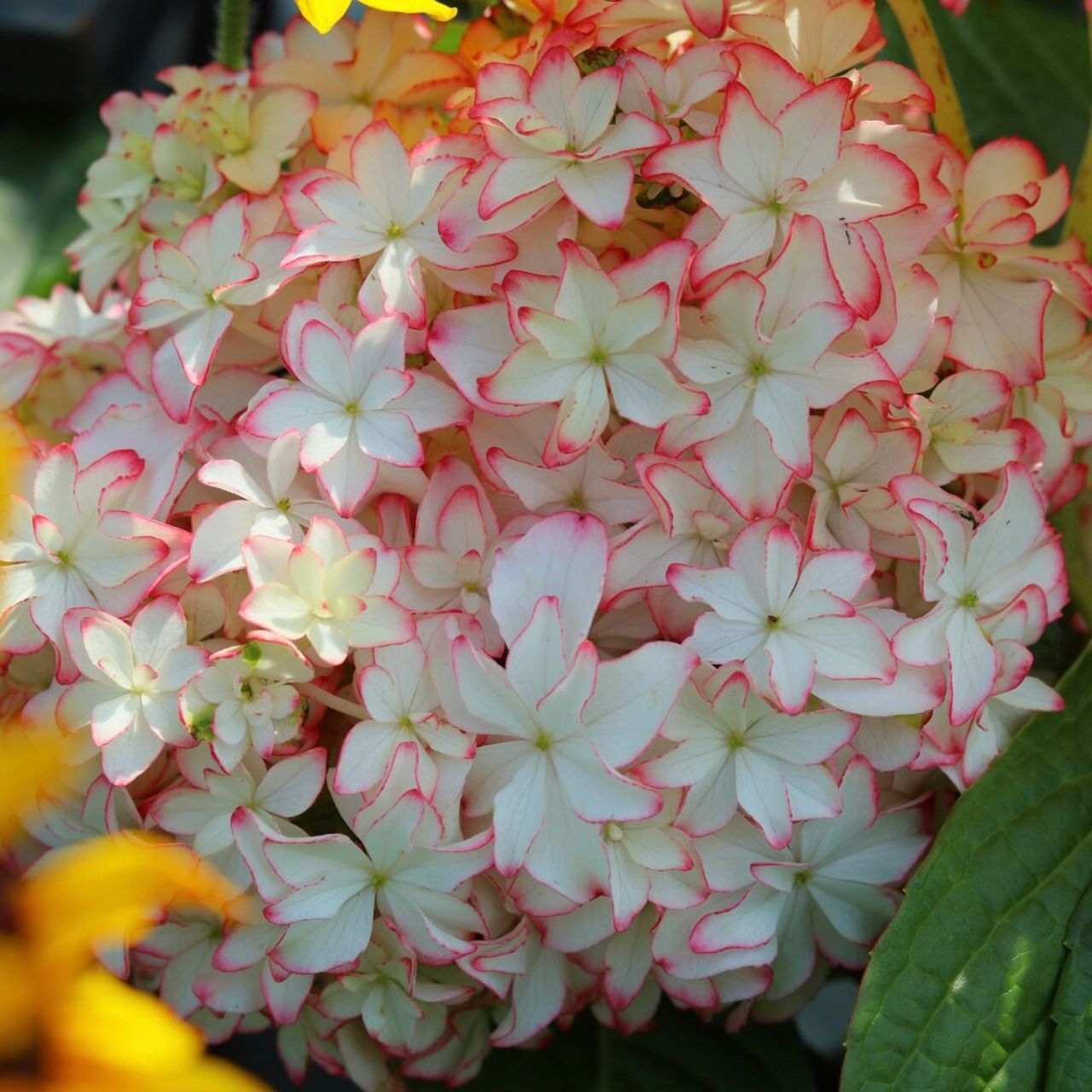 云之垚花卉# #绣球# #绣球卡伦