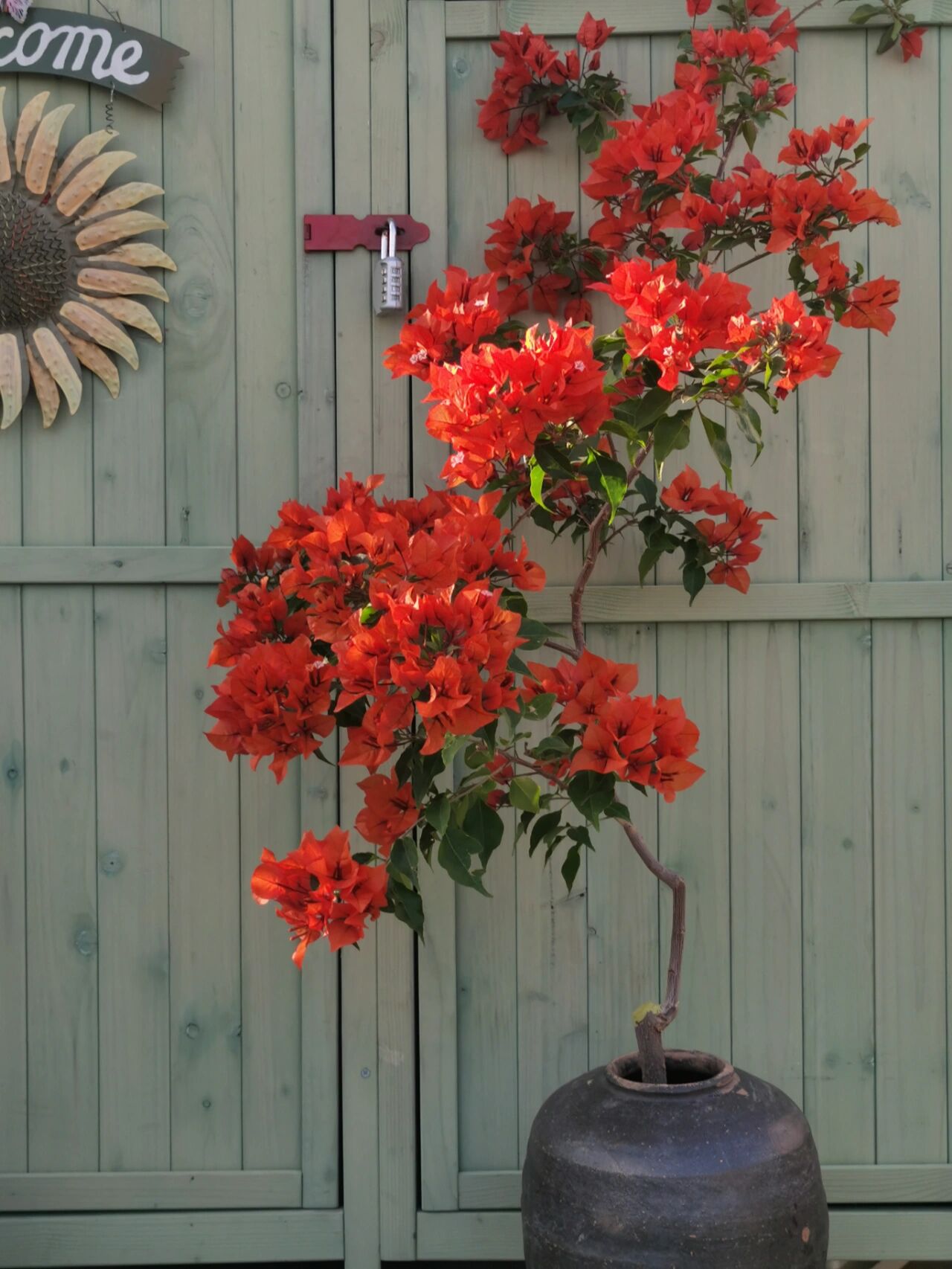 热火桑巴 我最喜欢的红色三角梅,六月初种下的,当时到货只有20多公分