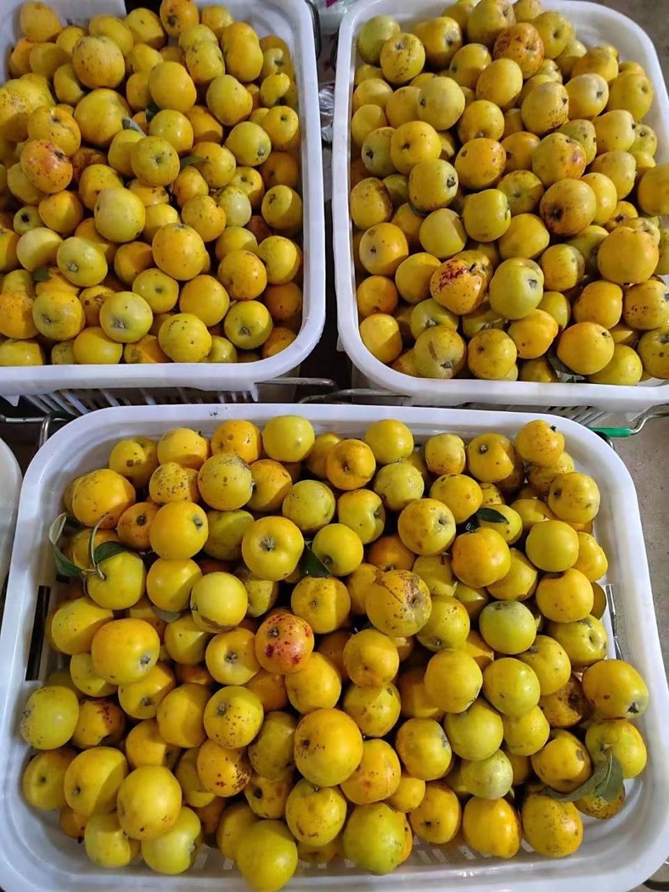 酸多依果 在云南省澜沧县有一个特别的节日——糯扎渡多依果节,多依果