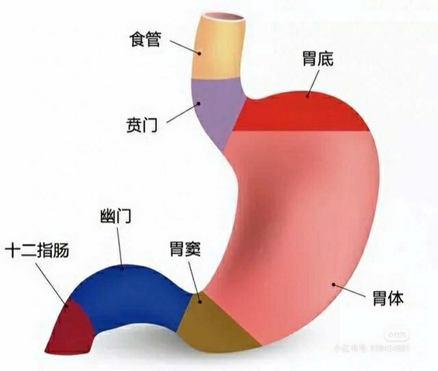 胃分层解剖图图片