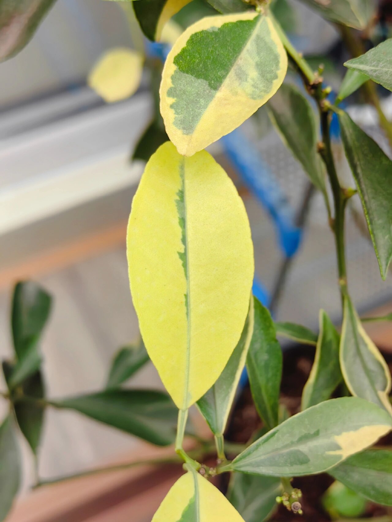 泰国花叶小青柠 入冬前,把一些不耐寒的植物从露天搬到阳台,保命要紧.