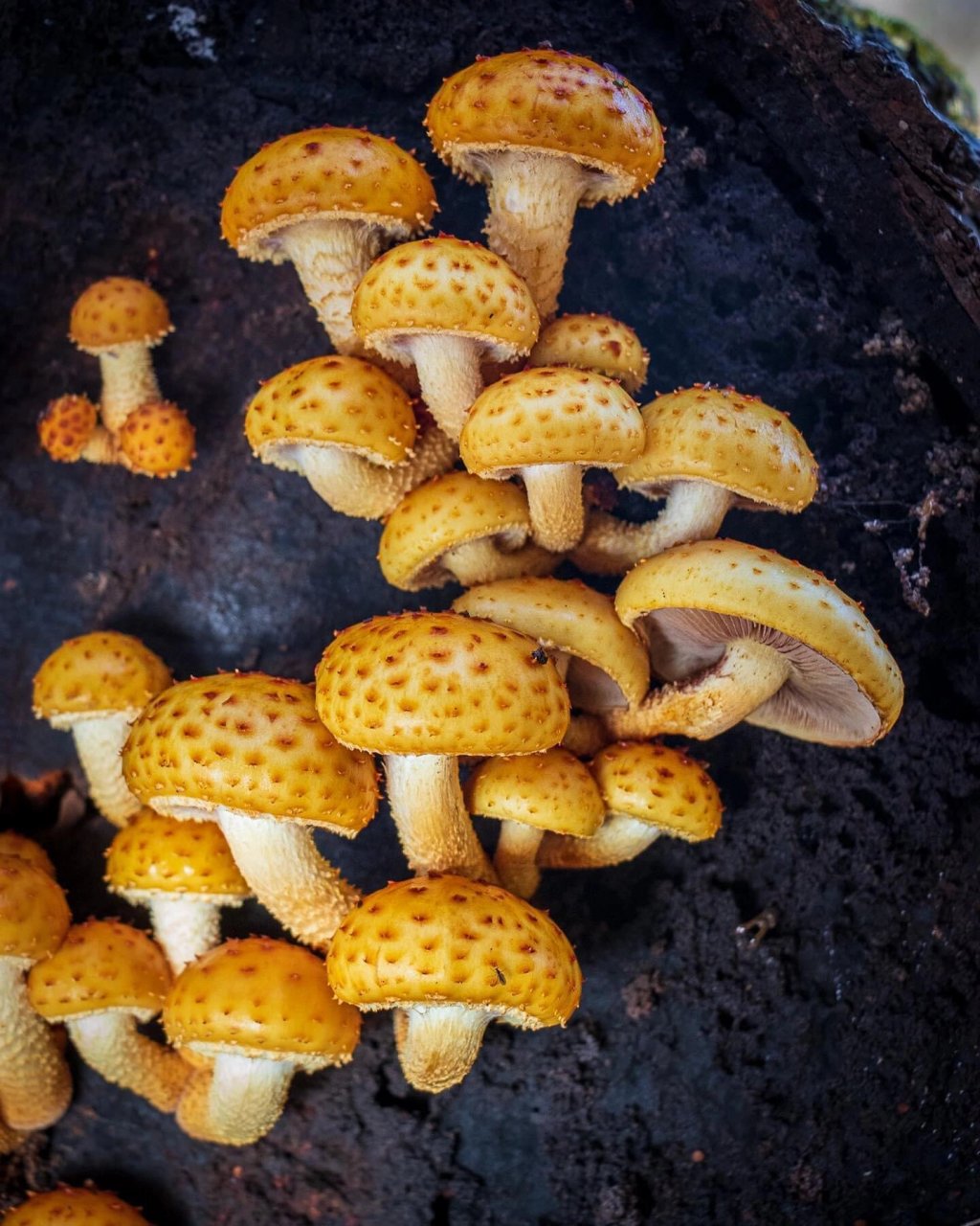 金毛鱗伞不推荐食用 学名:pholiota aurivella 中文名:金毛鳞伞(金毛
