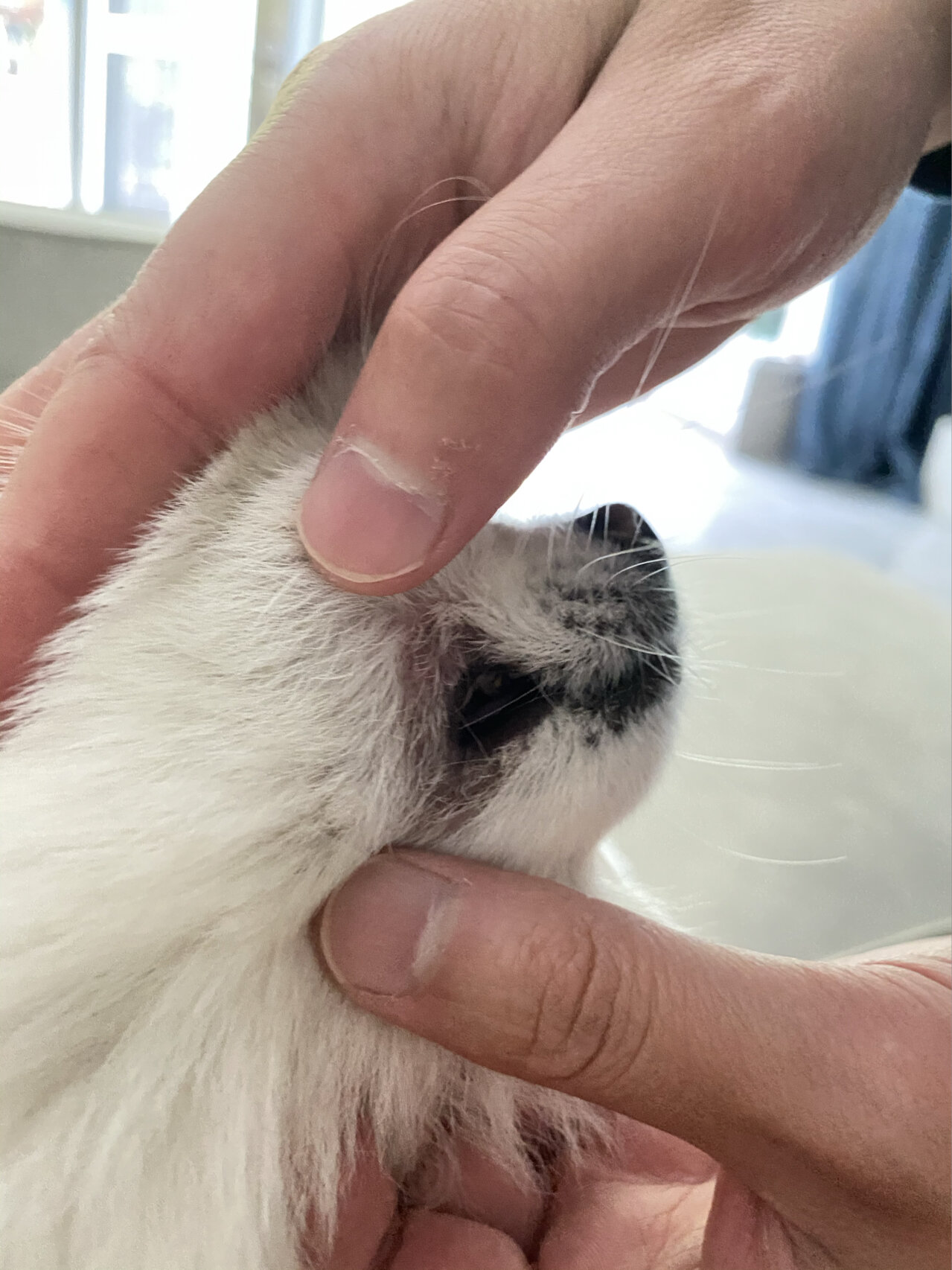 求助,狗狗嘴角红肿,脱毛