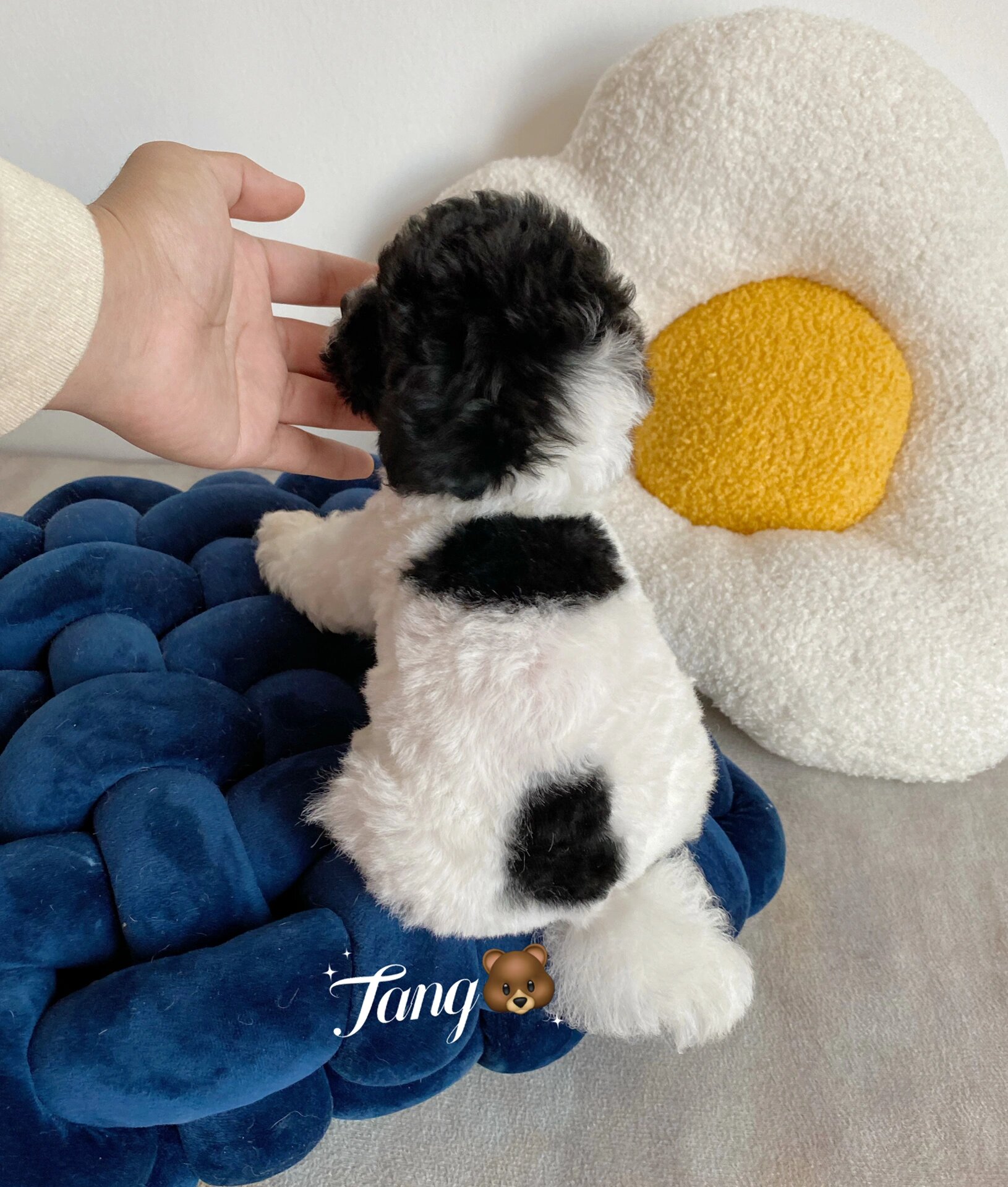 黑白花泰迪|总有一只小狗可以治愈你 02稀有黑白花,呆萌妹妹 花型