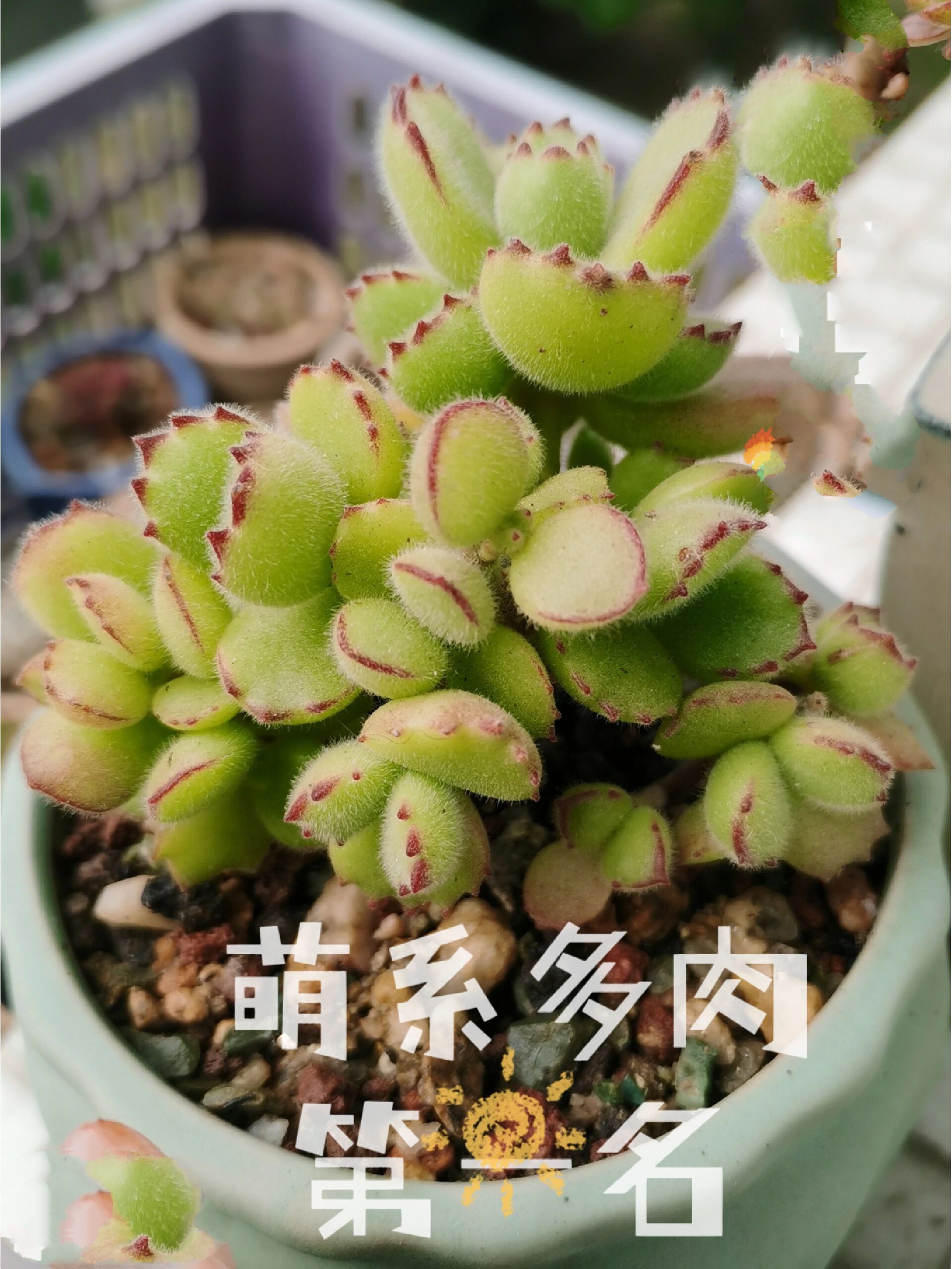 萌系多肉——熊童子 胖嘟嘟,毛绒绒,红爪爪——集中了萌物特性的