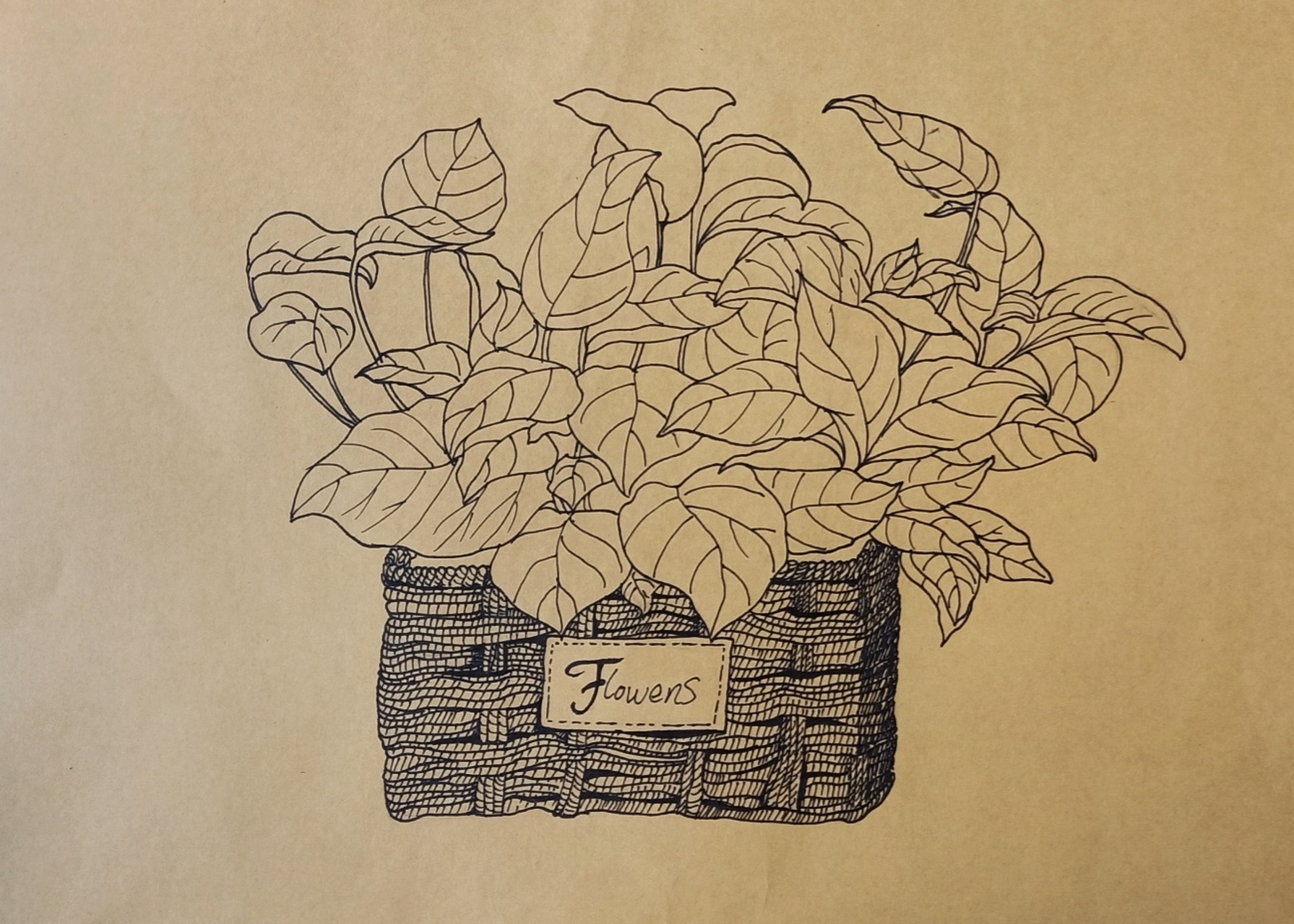 简单马克笔绿萝写生 绘画步骤 第一步:铅笔打形,先画绿萝的篮子形