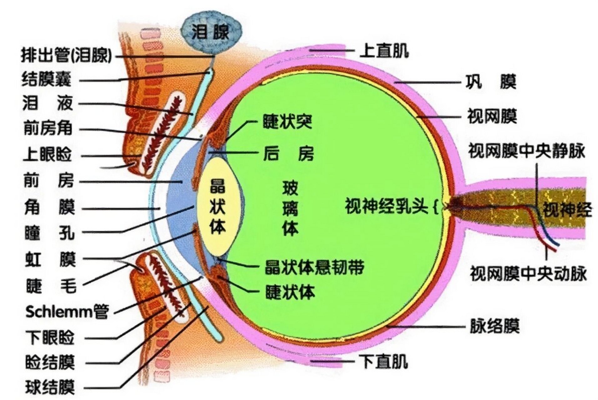 眼球构造图简单图片