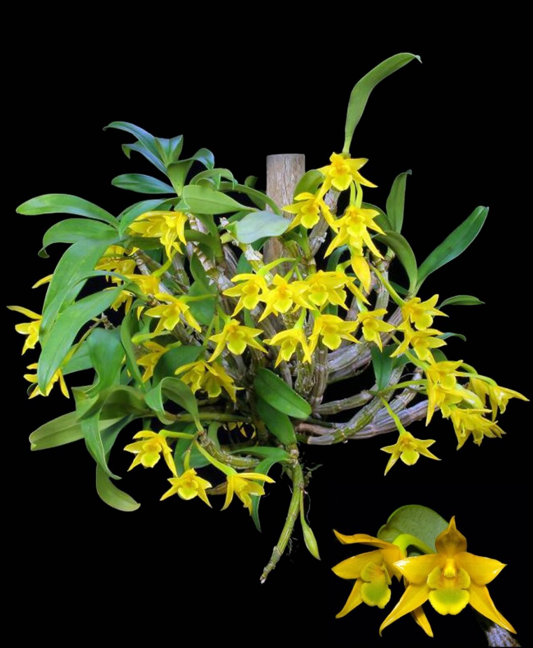 翅梗石斛 84.翅梗石斛den.trigonopus分布于云南南部至东南部.