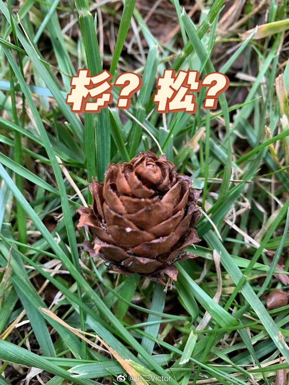 冷杉,银杉,铁杉,油杉,黄杉,云杉名字叫杉,却都是松科的.