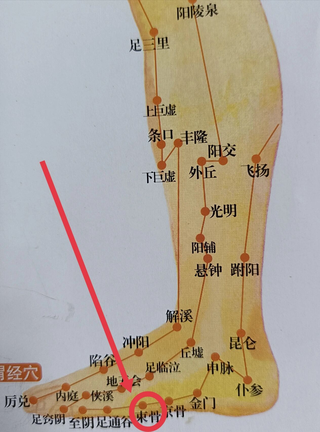 束骨的准确位置图主治图片