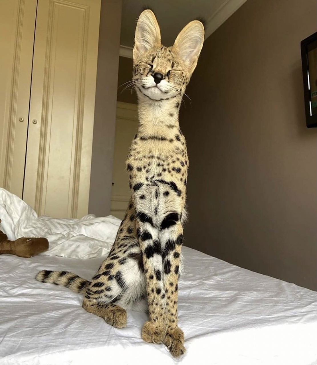 世界上最帅气的猫|堪称猫中吴彦祖 中文名:热带草原猫 英文名