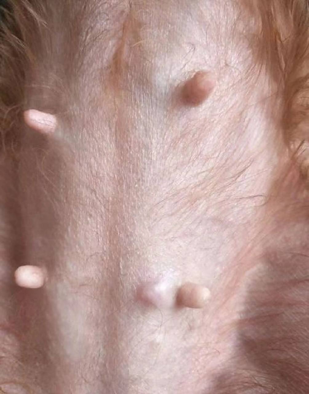 7515狗狗乳腺肿瘤知识分享~95 7215我国是目前世界犬乳腺