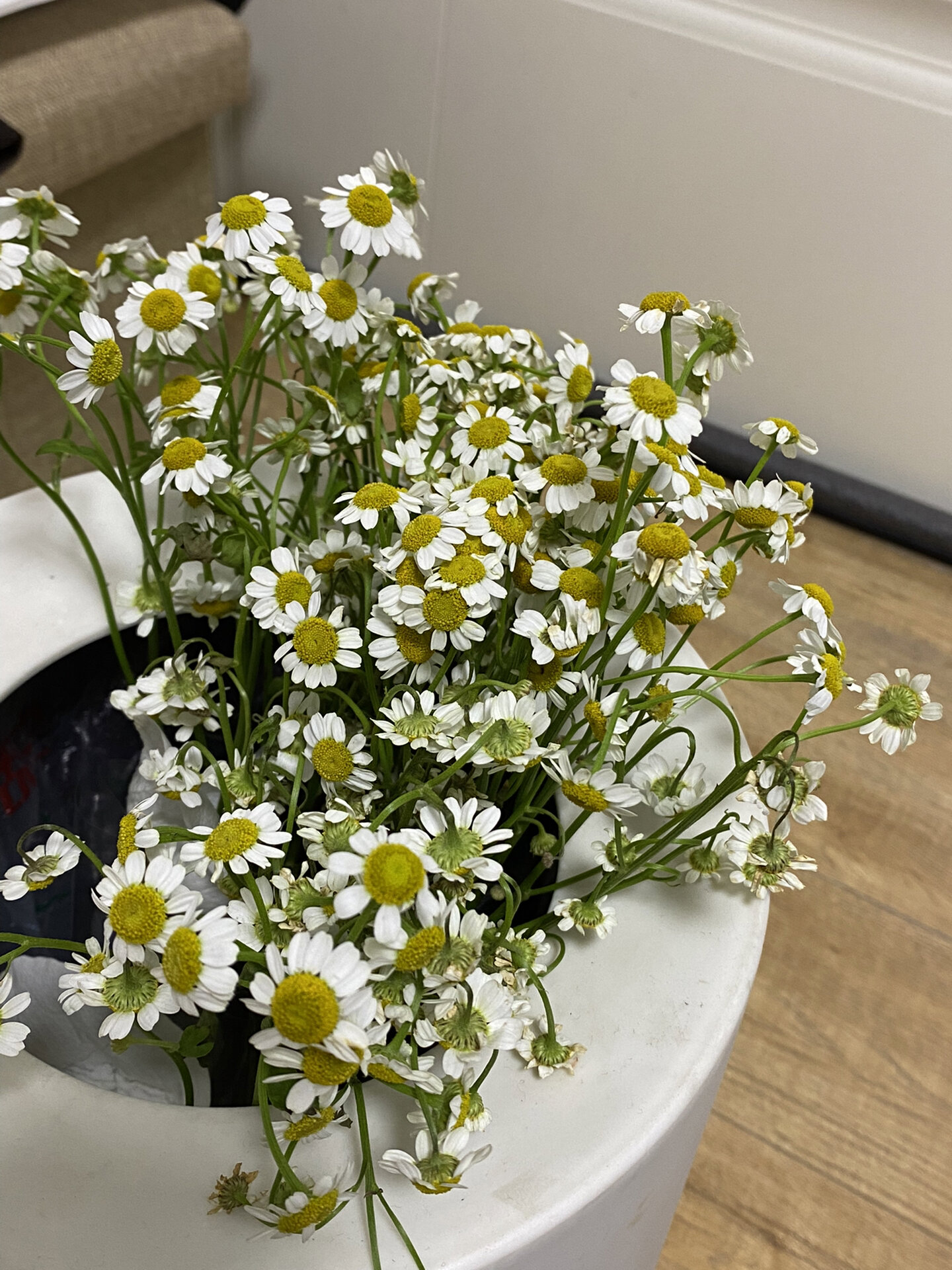 洋甘菊|花期长|花语棒 7815涨个知识 洋甘菊别称又叫罗马洋甘菊