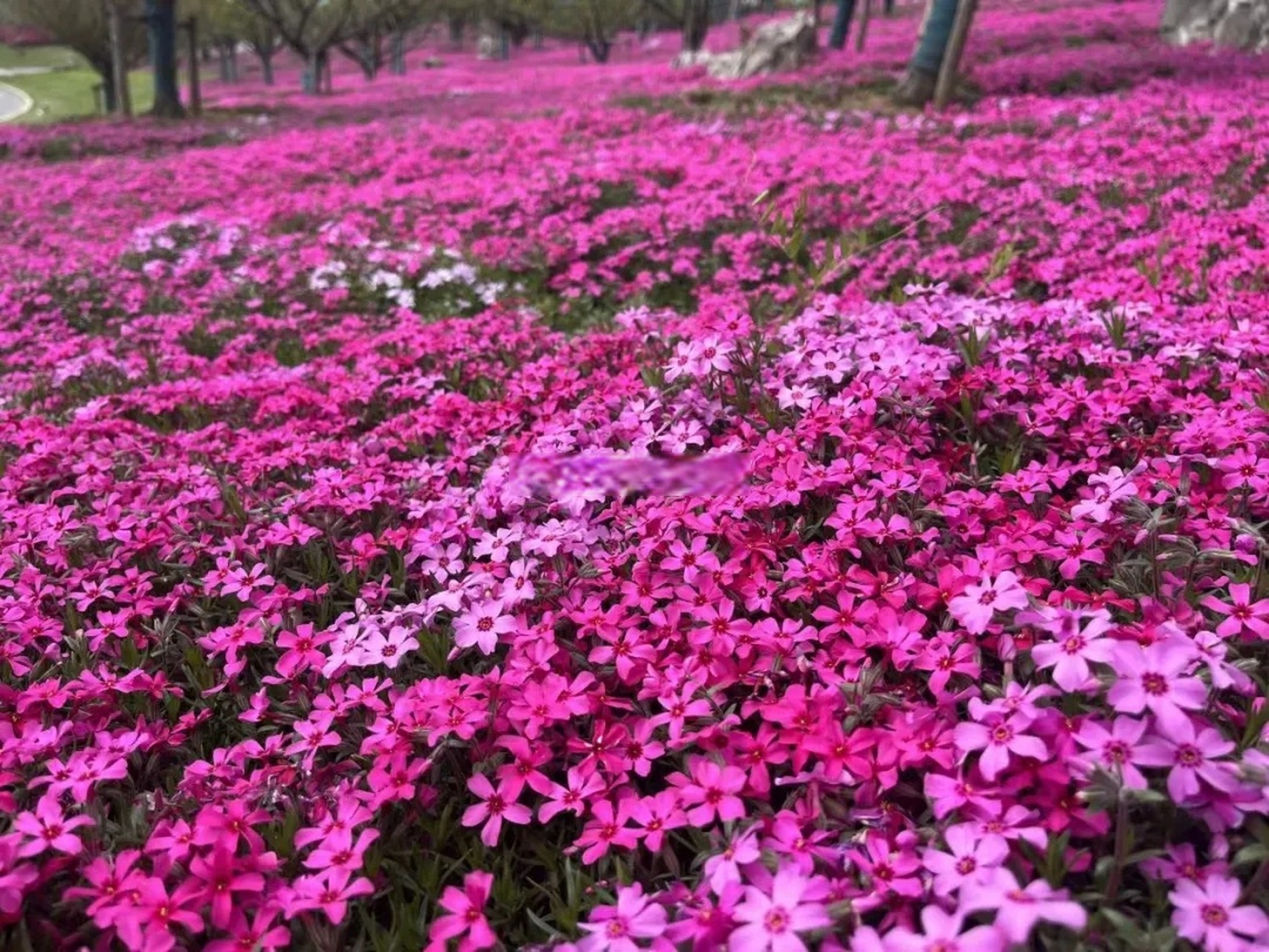 合肥芝樱花海图片