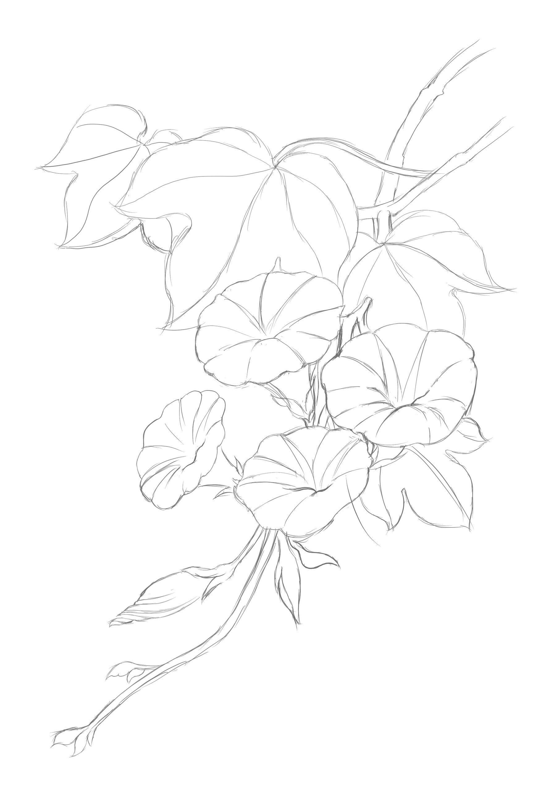 62|花卉线描|牵牛花