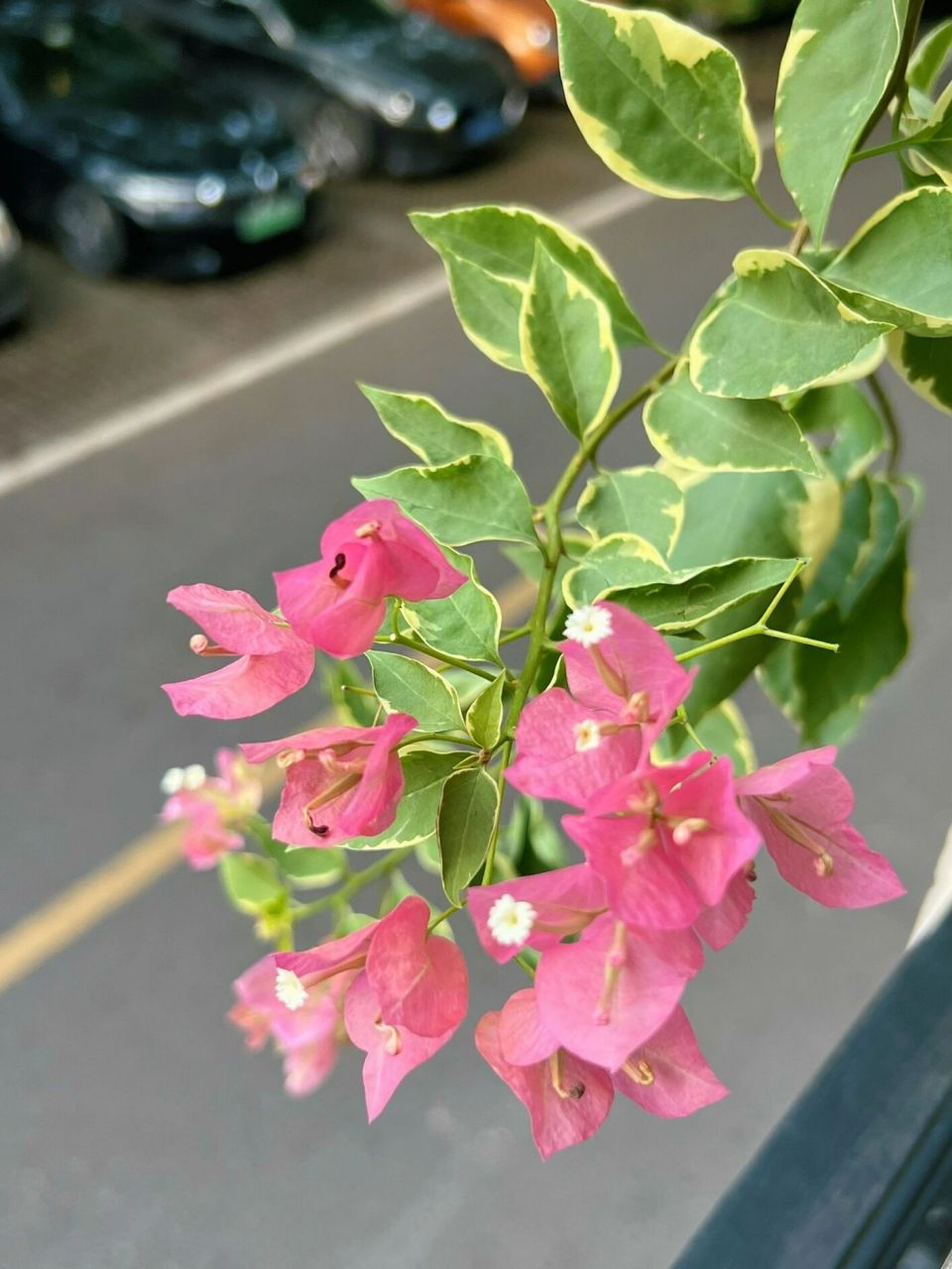 三角梅# #蜡染粉