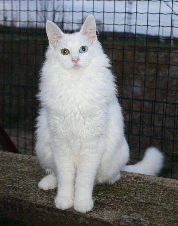 最古老的长毛猫咪品种之一,土耳其安哥拉猫