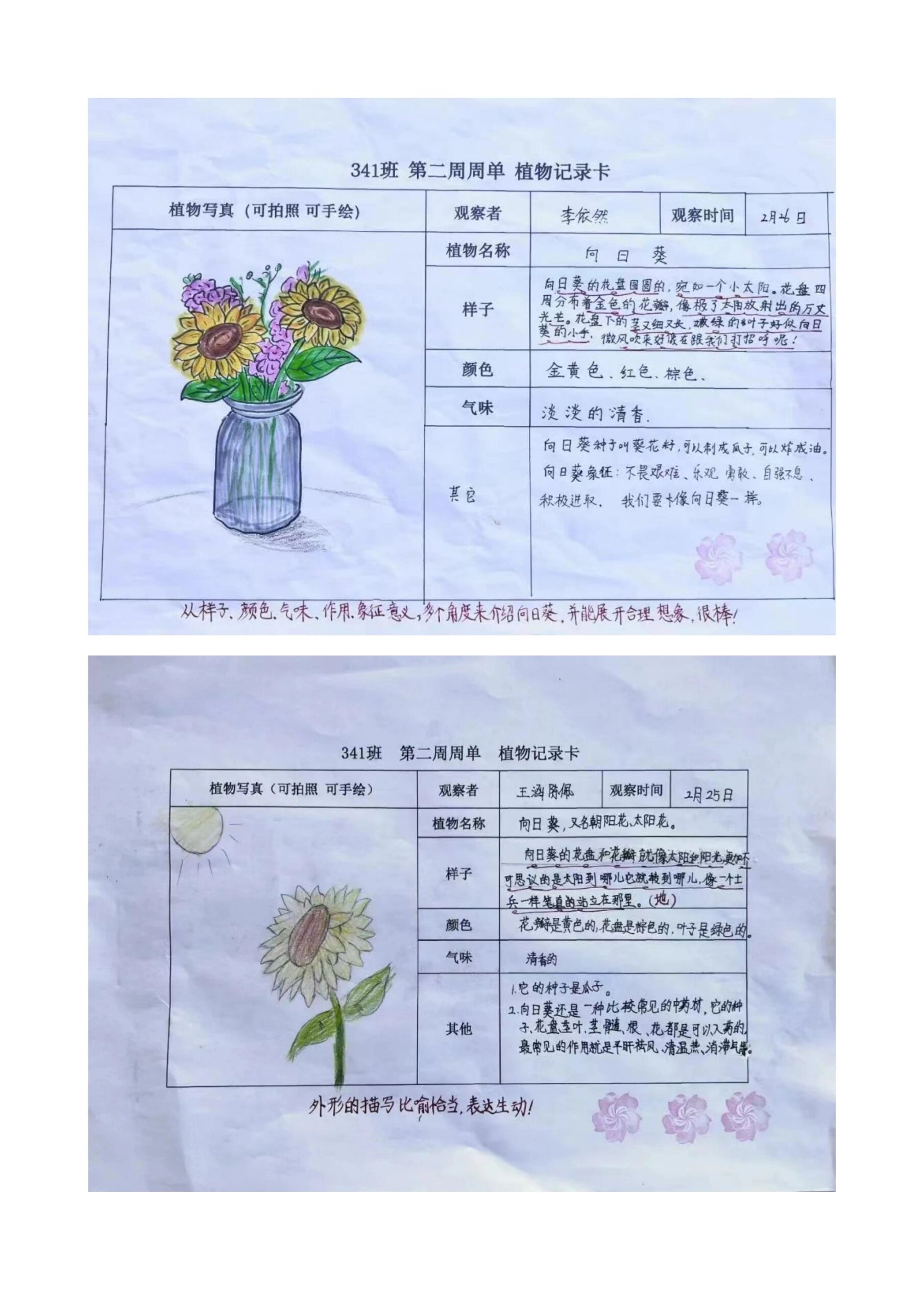 观察植物记录卡怎么做?(四年级)的简单介绍