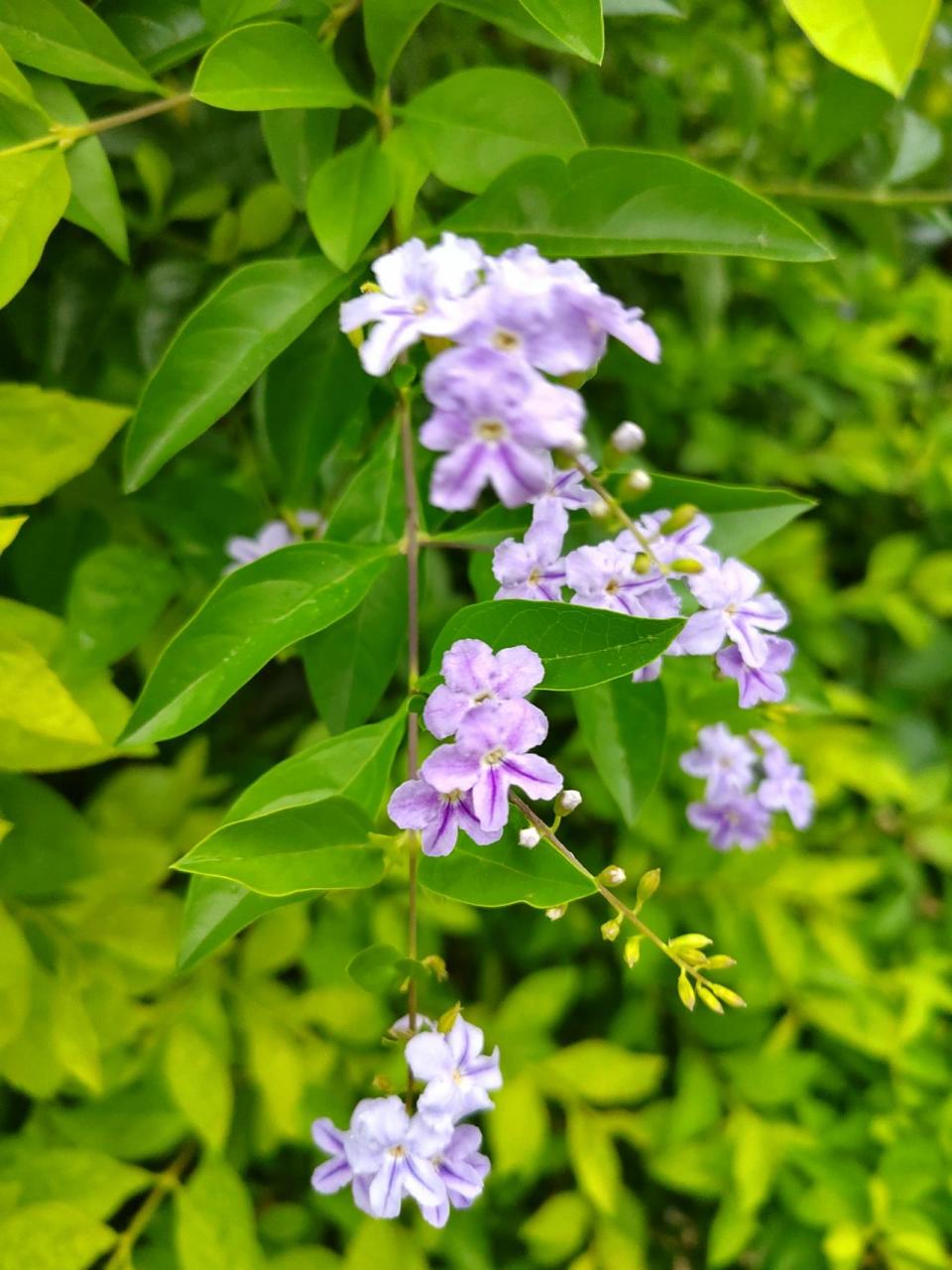 假连翘(蕾丝金露花,巧克力花) 马鞭草科假连翘属 7915*植物趣名