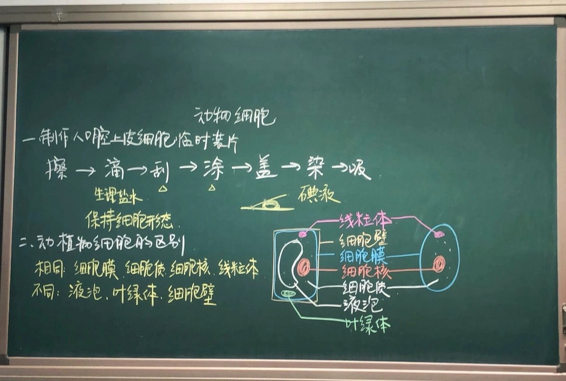 生物板书设计大赛图片