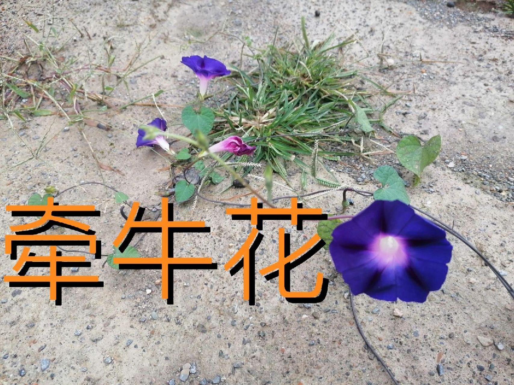 别名:黑丑,白丑,草金铃,盆甑草,狗耳草 功效:泻下逐水,去积杀虫.