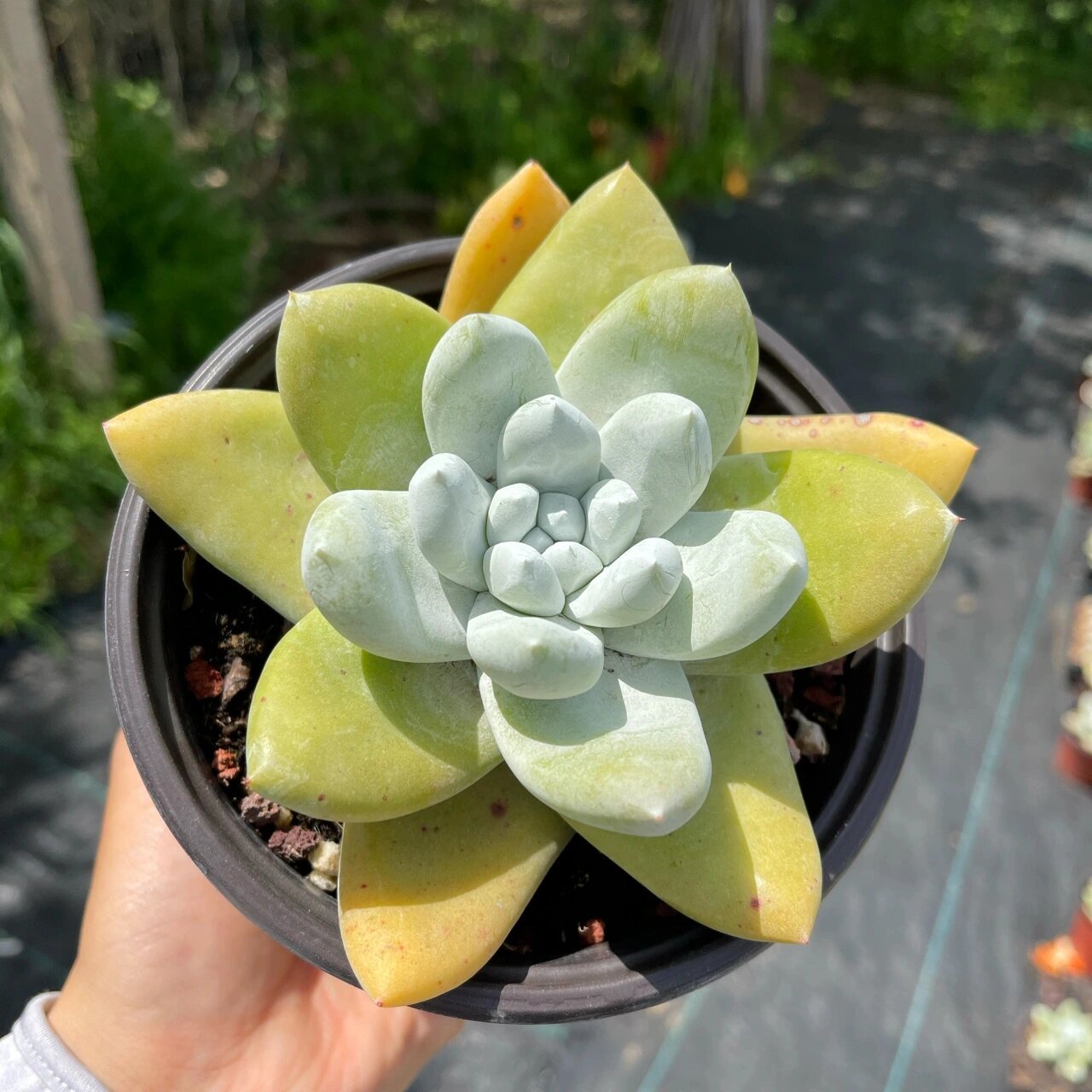 多肉仙女杯帕奇飞图,也叫拇指 国内最好的园艺品种,实生4-6年,各种