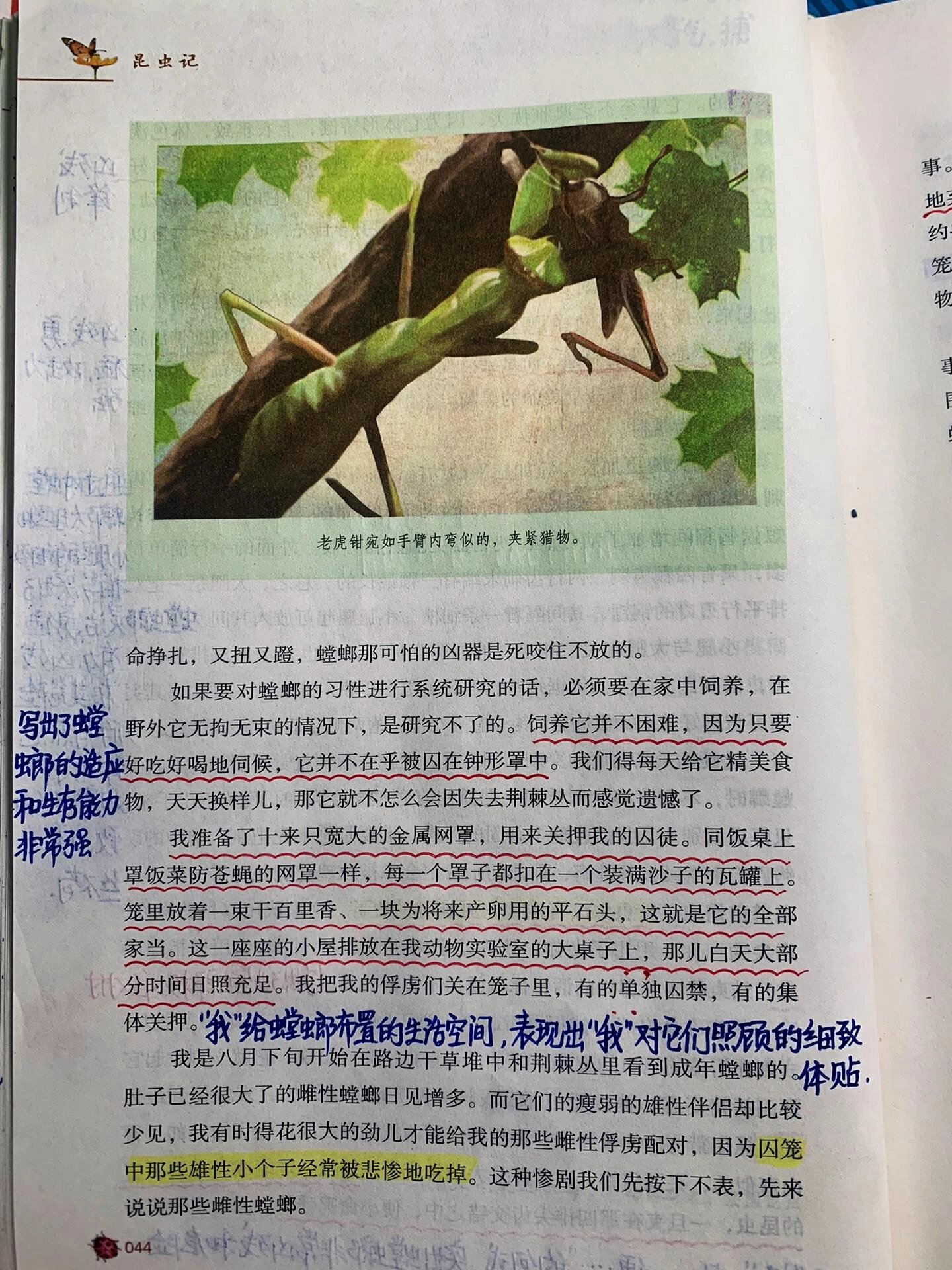 昆虫记 第五篇 螳螂捕食 八年级上册必读书目《昆虫记》读书笔记 第五