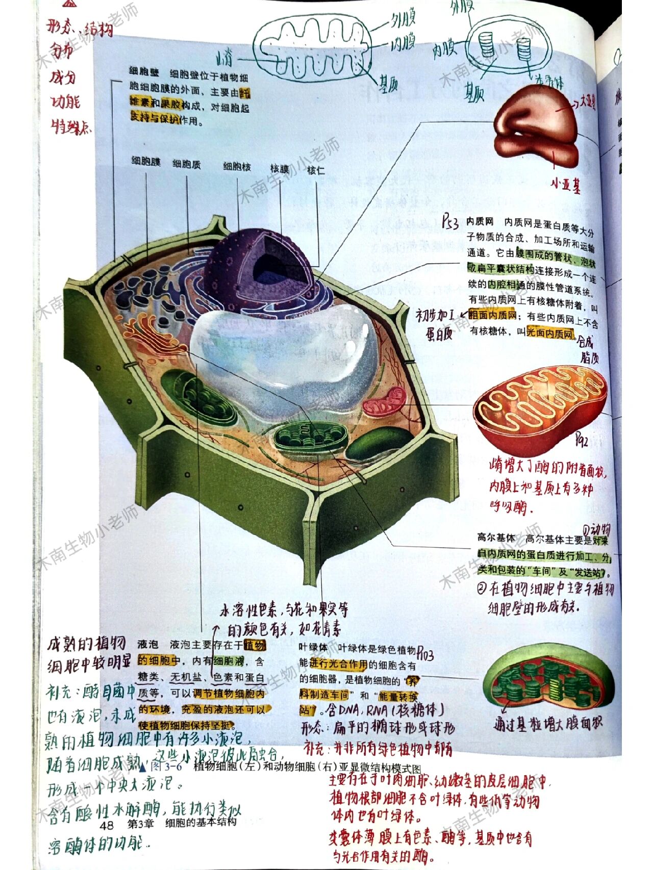 高中生物细胞器图手绘图片