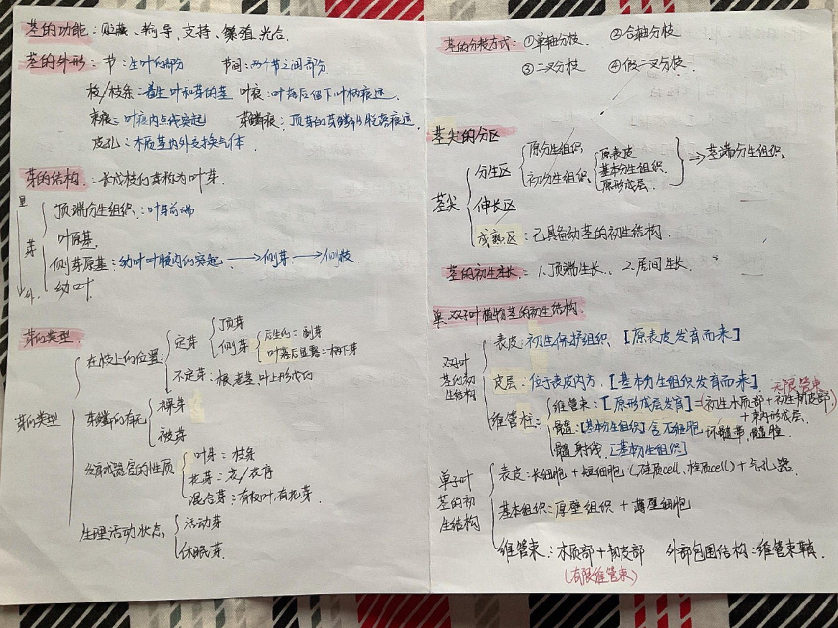 《植物學》莖,雙,單子葉植物莖的初生結構 參考書《植物學》張憲省第